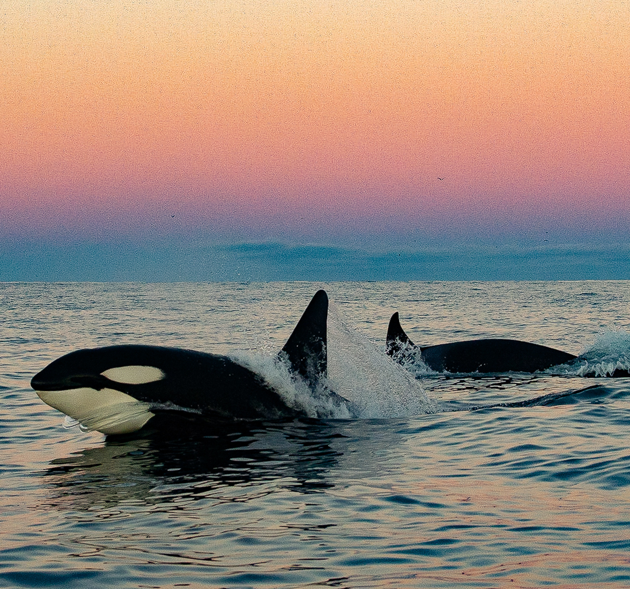 Oplev Øresundsakvariet efter mørkets frembrud