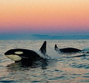 Oplev Øresundsakvariet efter mørkets frembrud