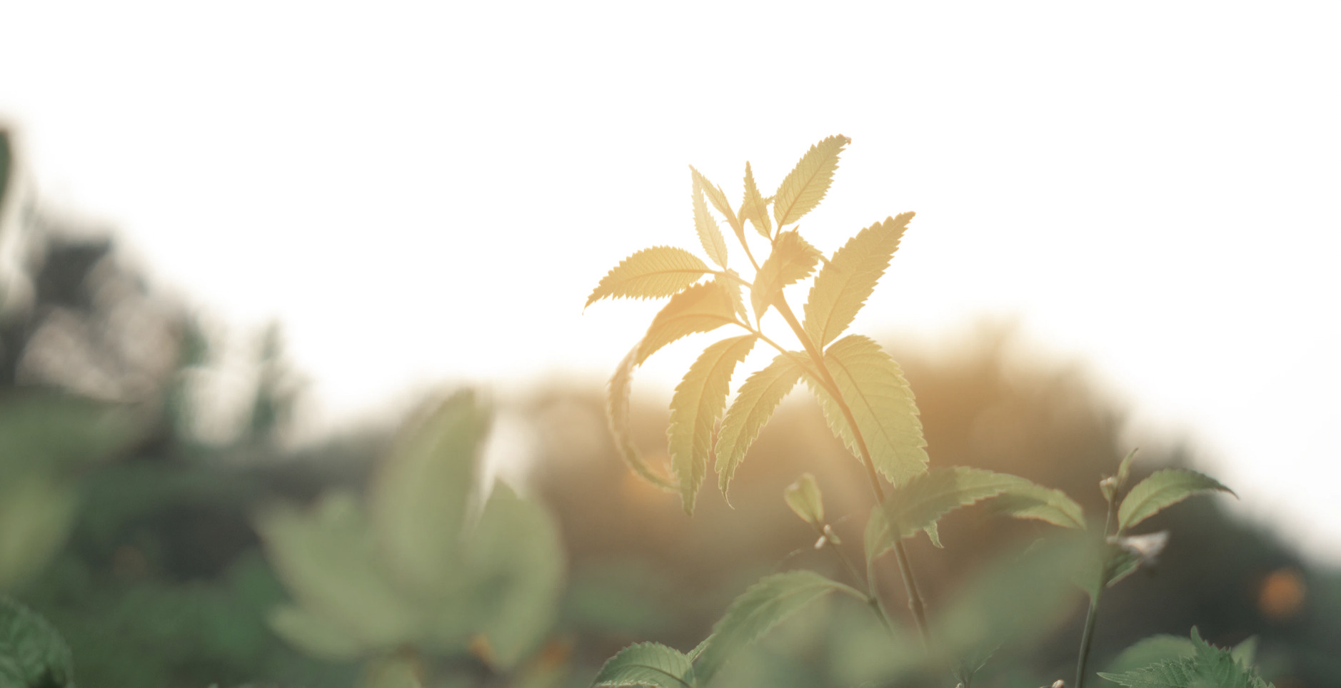 Så plantes Søndre Havn til med alt godt fra naturen