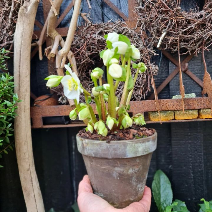 Juleblomster hos Iris Blomster: Juleroser og Alpevioler i gårdhaven