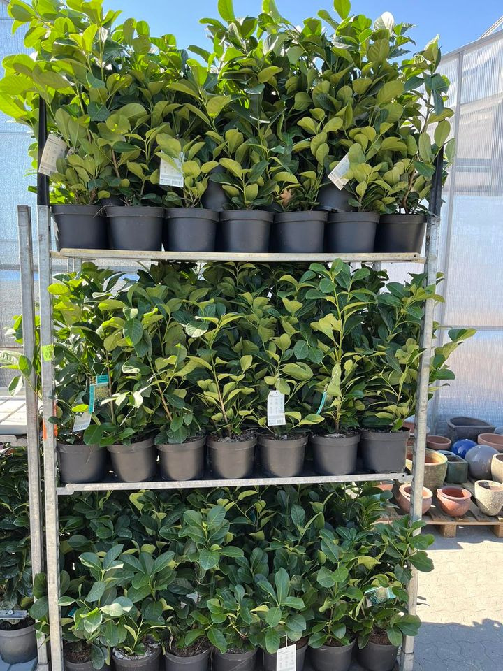 Det nyeste på Hedensteds opslagstavle