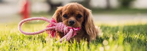 Det nyeste på Viborgs opslagstavle