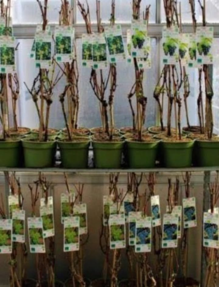 Meny Klarup tilbyder vild pris på kernefri vindrue træer til drivhus eller udestue