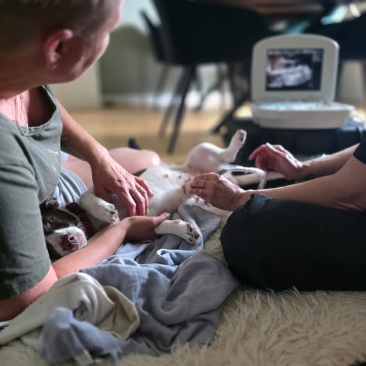 AH Hundesalon ultralydsscanner tæve på hjemmebesøg