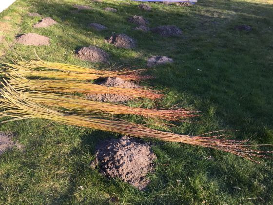 Høst pil og flet levende hegn i Sorø