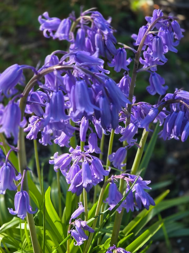 Flore Vida takker kunder og team for støtte på Mors Dag