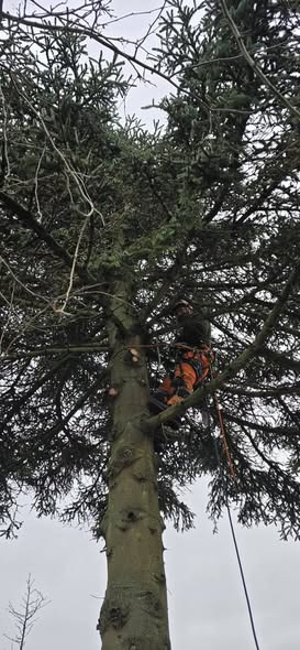 Djurslands Træfældning tilbyder vinterrabat på træfældning og topkapning
