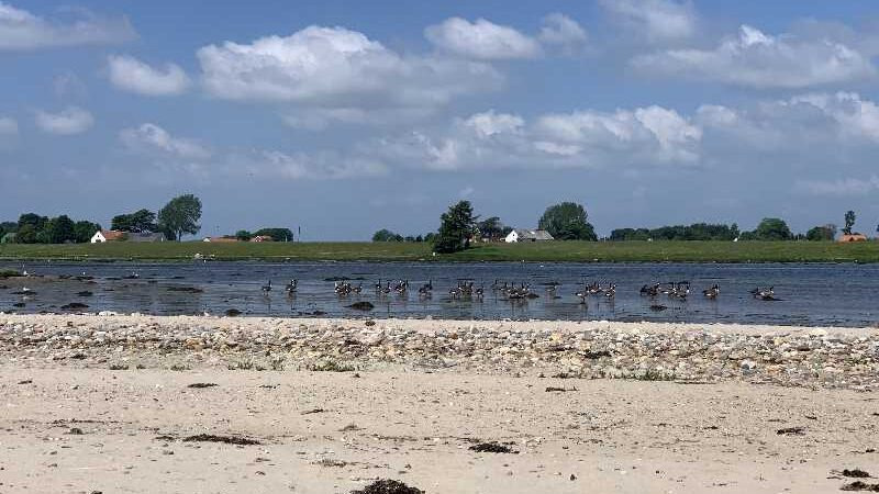 Oplev Hjarnø med DVL Horsens: Vandretur og sejltur i smukke omgivelser