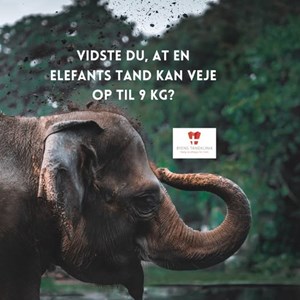 Opslagsbillede