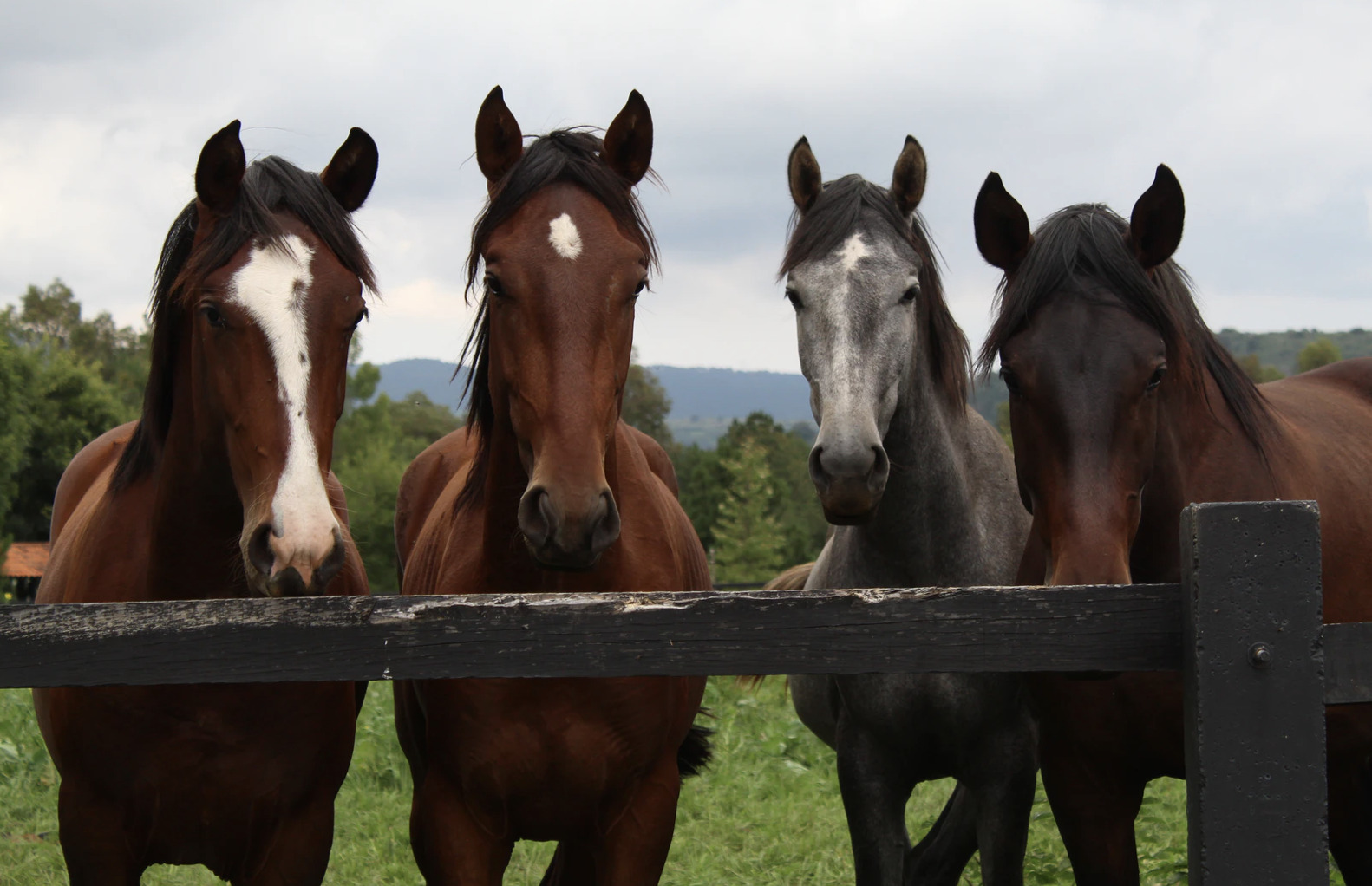 Er du klar til Hammel Hestemarked?