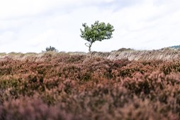 Kom med til åbning af naturparken
