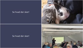 Oplev dyrefodring og kunsthistorie i Nørre Nebel næste uge