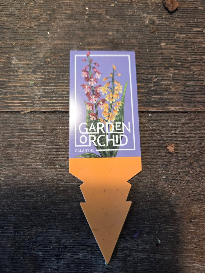 Flore Vida introducerer haveorkidé til det danske klima