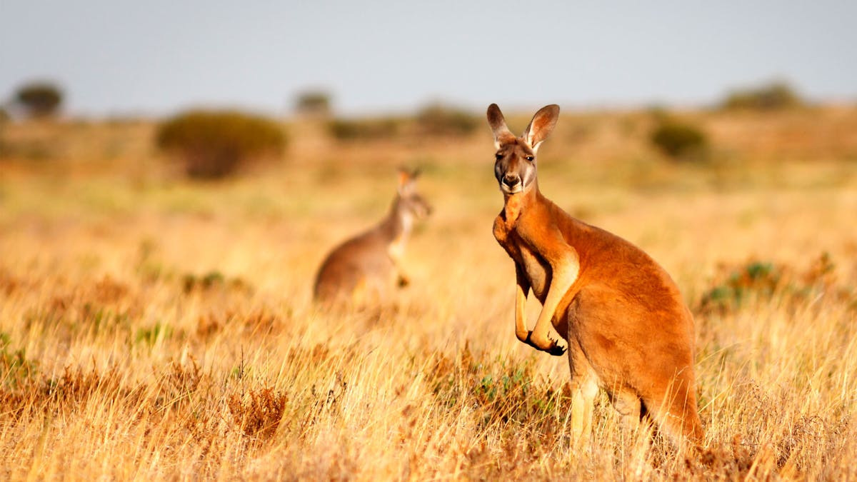 Oplev Canada og Australien gennem rejseforedrag i Randers