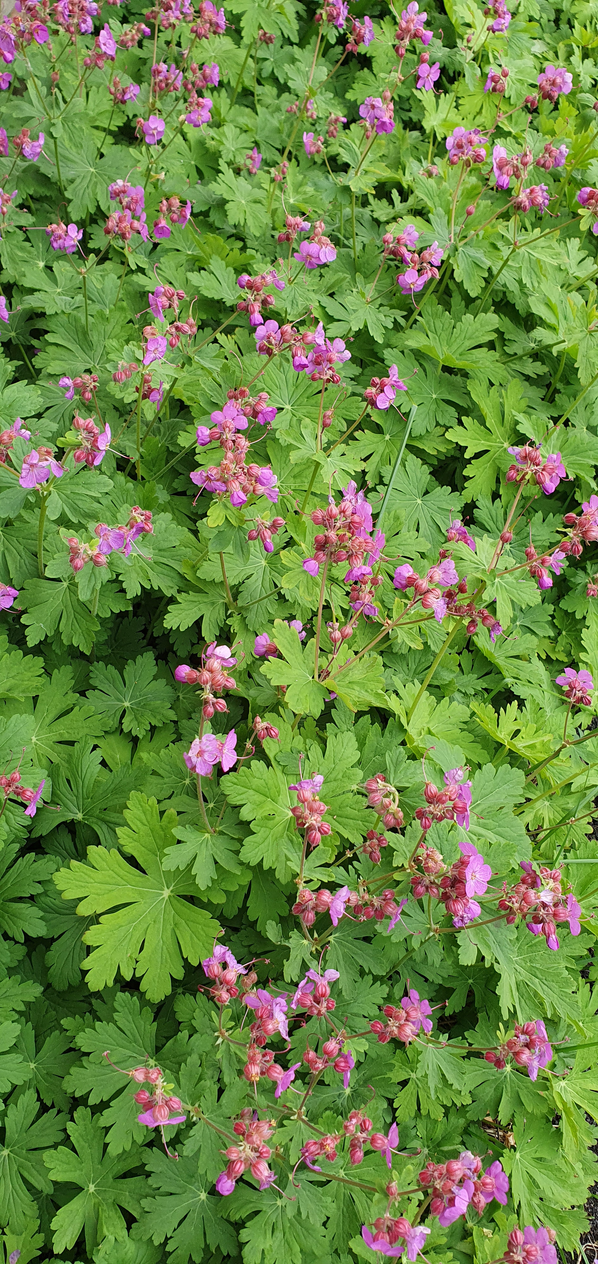 Åben Have 26.maj kl. 18.30-21.00