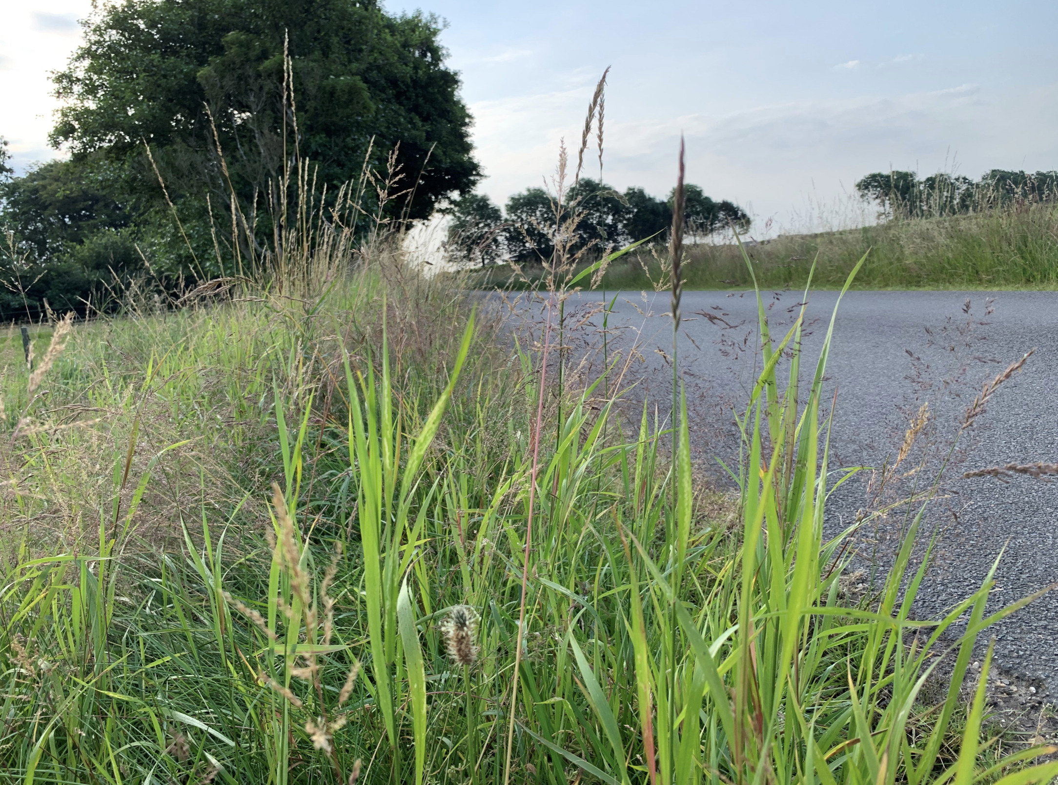 Vilde vejrabatter udfordrer trafiksikkerheden