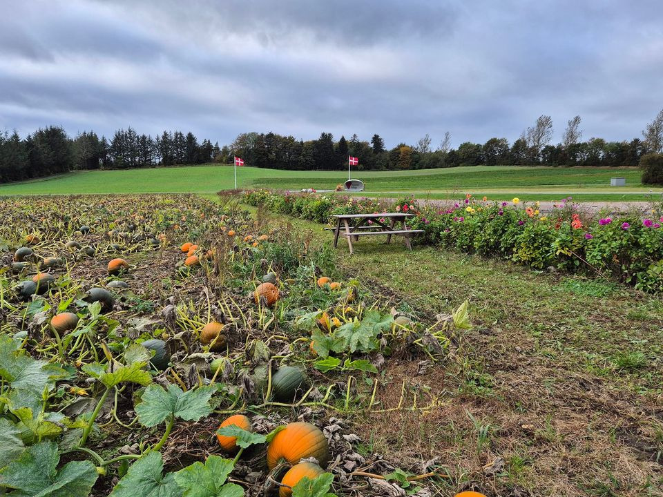 Jensen Jordbær inviterer til kartoffelfest med græskar og efterårshygge