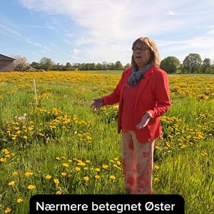 Opslagsbillede