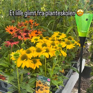 Opslagsbillede