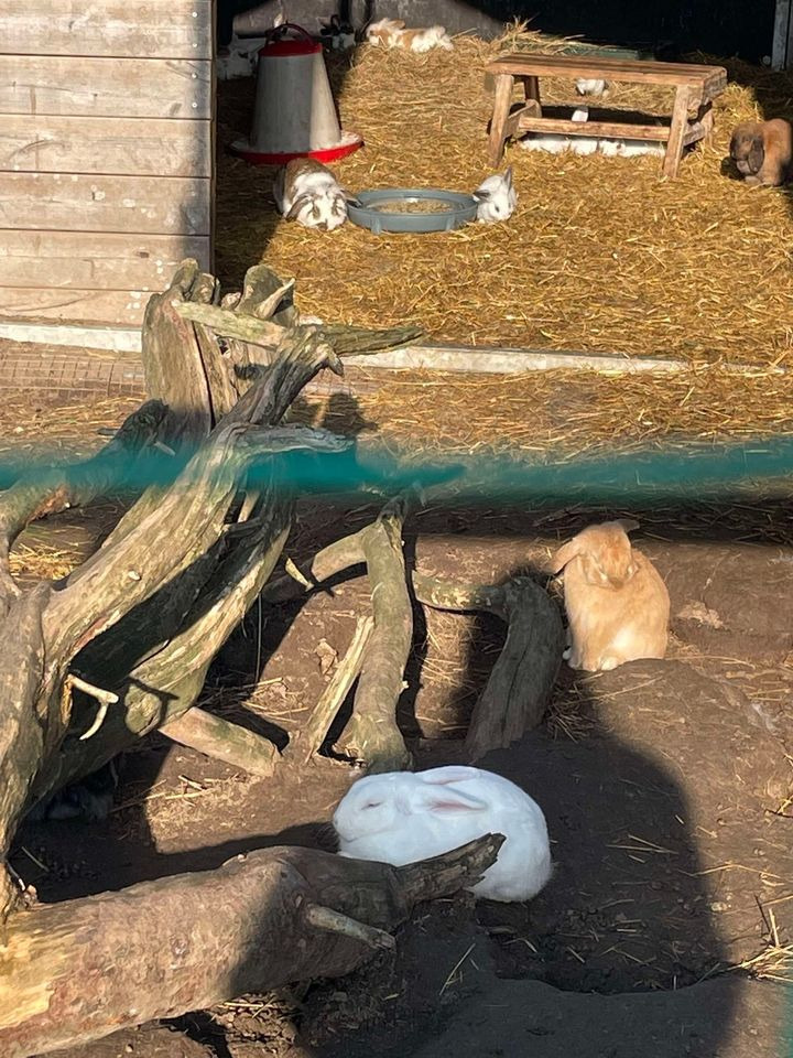 Jensen Jordbær inviterer til hygge på gården med kæleklar kaniner og kaffe på kanden