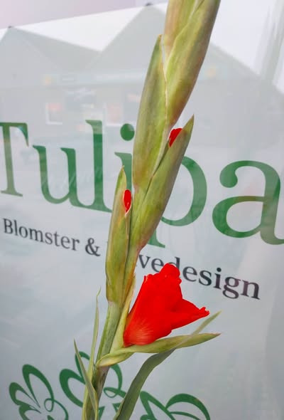 Tulipa Blomster & Havedesign tilbyder orange gladiolus til 59 kr. for 3 stk.