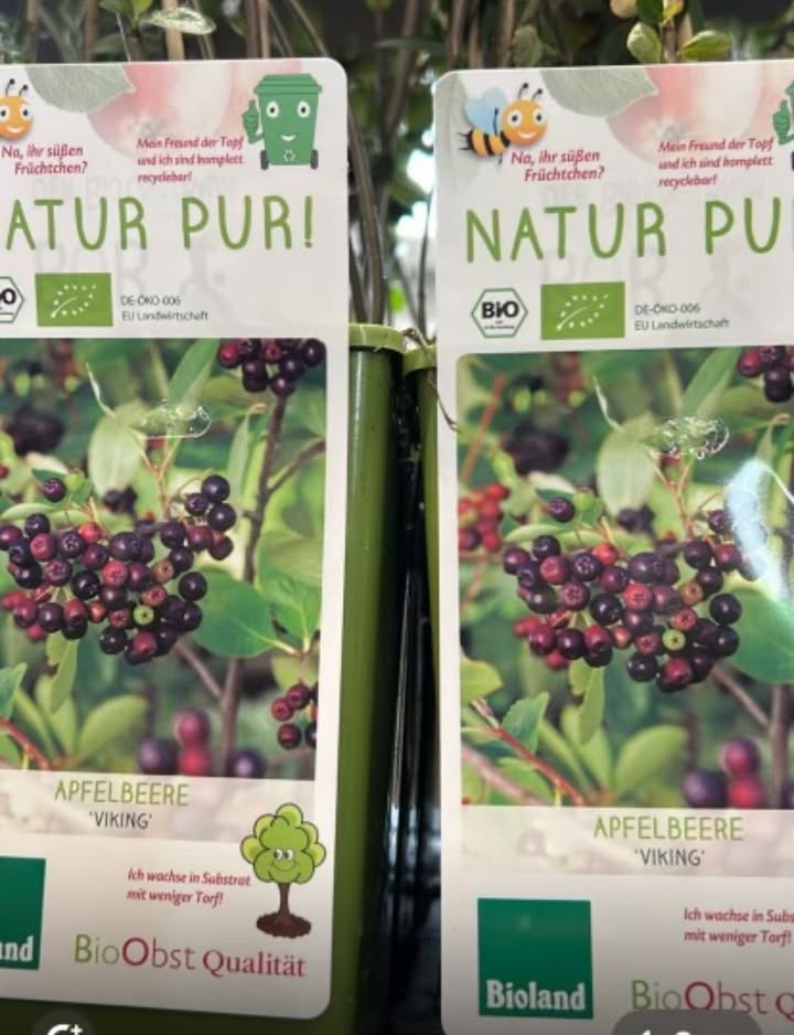 Meny Klarup tilbyder bærbuske til krukker for kun 33 kr stk.