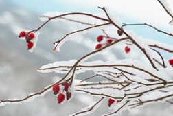 Tyvstart julehyggen i Staurby Skov
