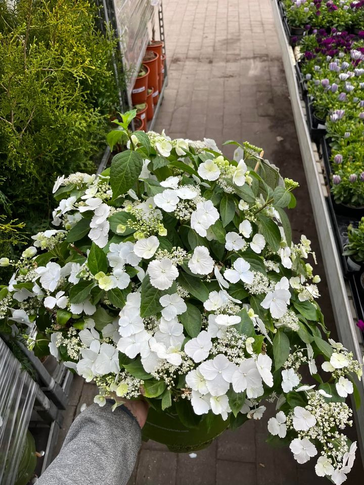 Opdatér dig her: Det nyeste fra Hedensted