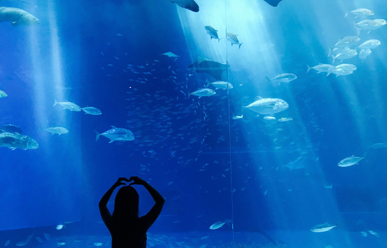 Nordsøen Oceanarium er tilfreds med efterårets besøgstal