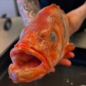 Café Bryggen byder på friskfanget rødfisk med kantareller og kartoffelpuré