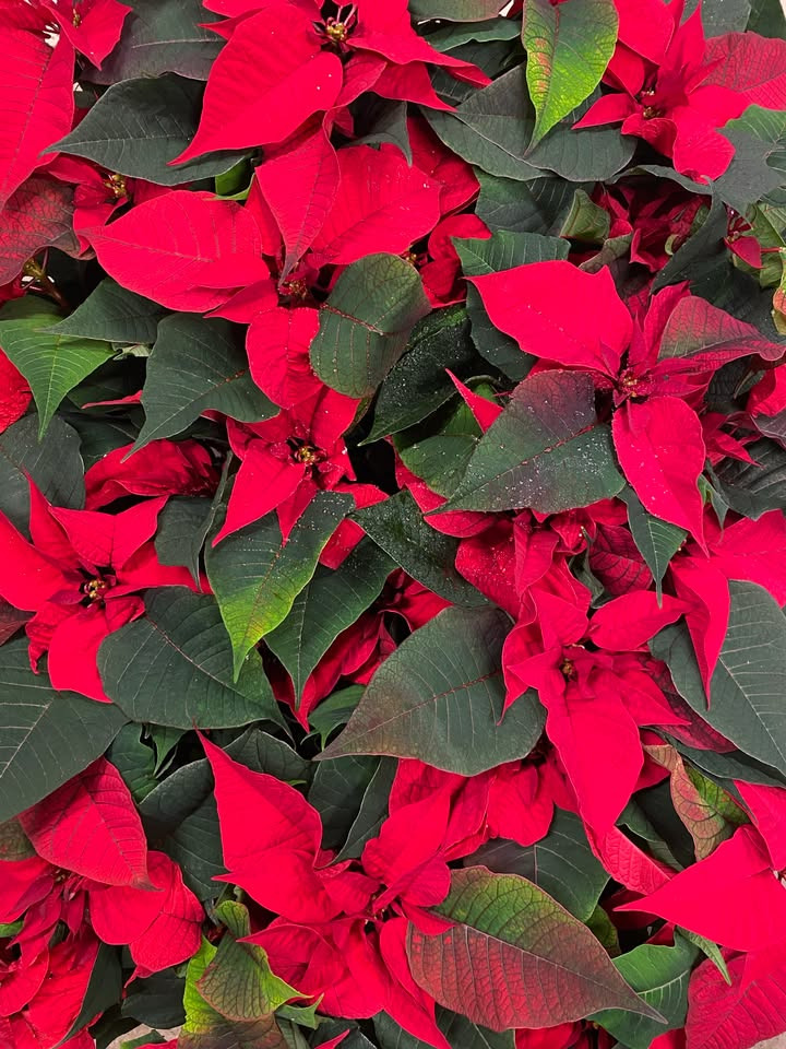 Min Købmand i Asp: Store julestjerner til ja tak-pris i denne weekend