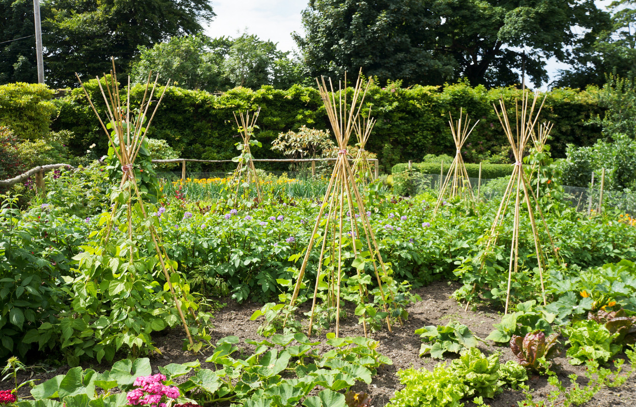Klimapulje støtter fem lokale projekter