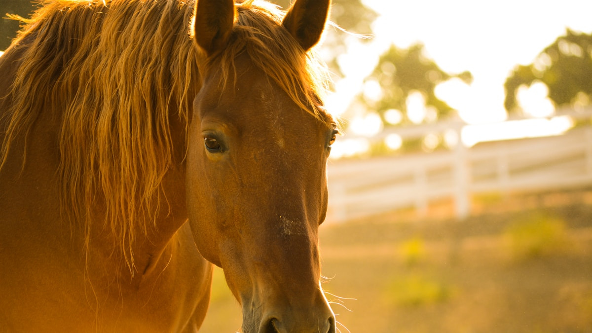 Foredragsaften med Mette Uldahl: Forstå hestens sprog