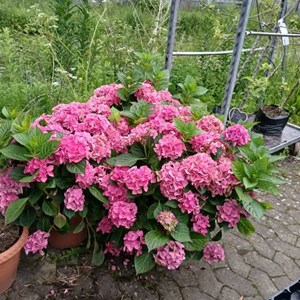 Opslagsbillede