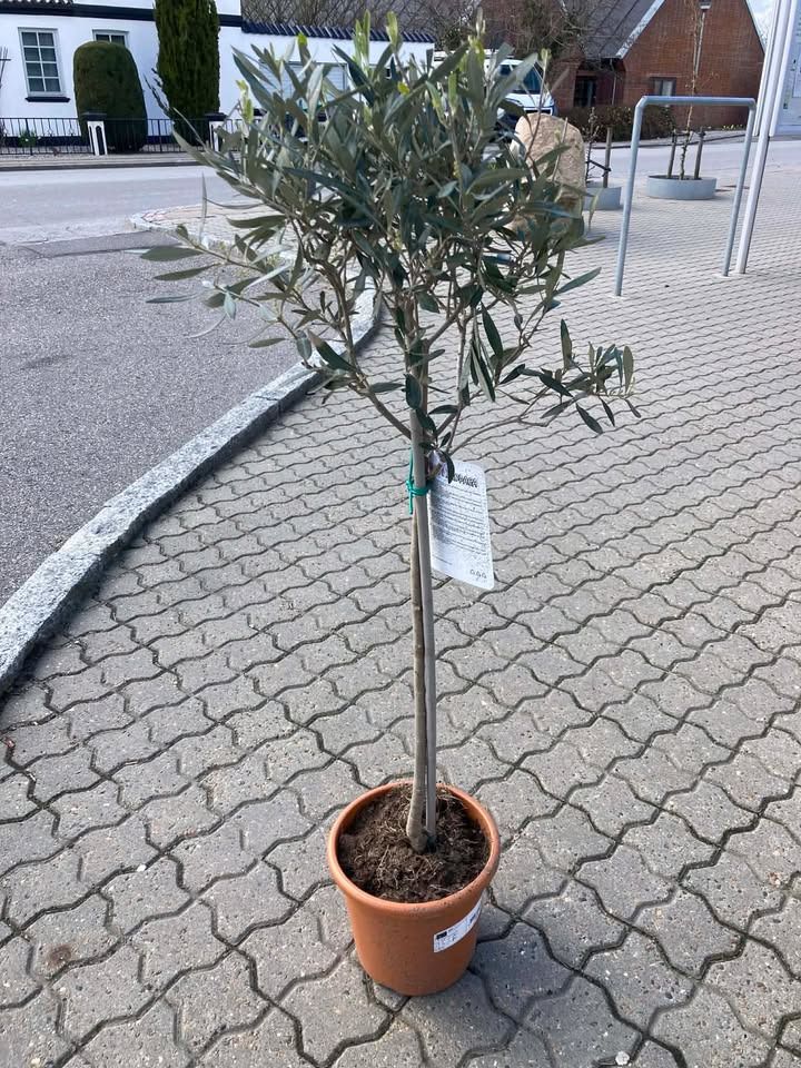 Min Købmand i Asp tilbyder store oliventræer til ja tak pris
