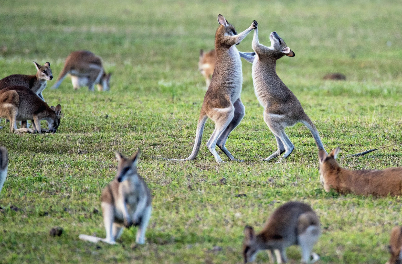 Kom med på drømmerejse til Australien!