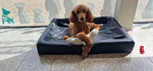 opslagsbillede