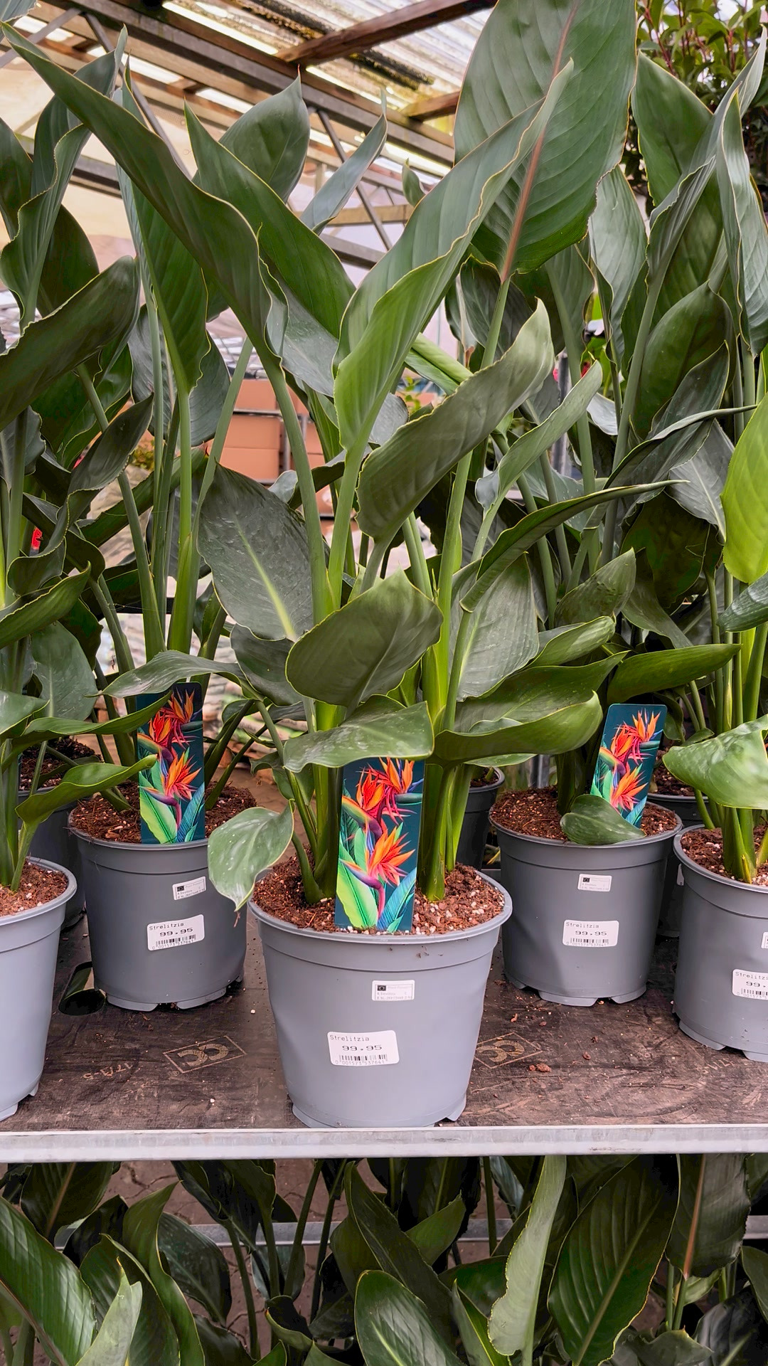 Midtjysk Blomstermarked præsenterer: Strelitzia Reginae til halv pris!