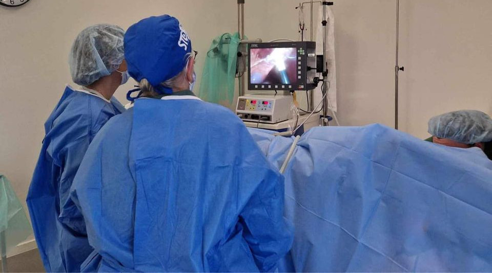 Innovativ kikkertoperation gør sterilisation mere skånsom for hunde