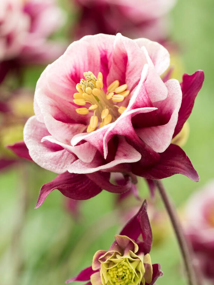 Løvbjerg Frederikshavn melder udsolgt af trendy Aquilegia Columbine