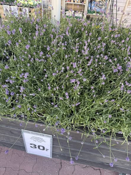 Rema 1000 Ringsted byder på stort udvalg af blomster, krukker og jord