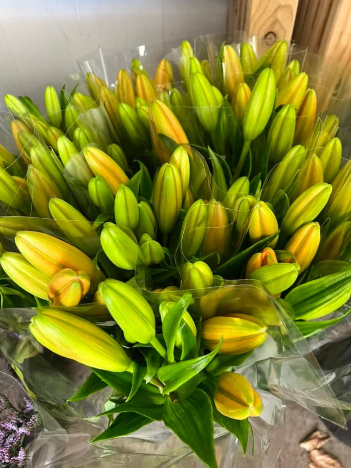 Opdatér dig her: Det nyeste fra Odder