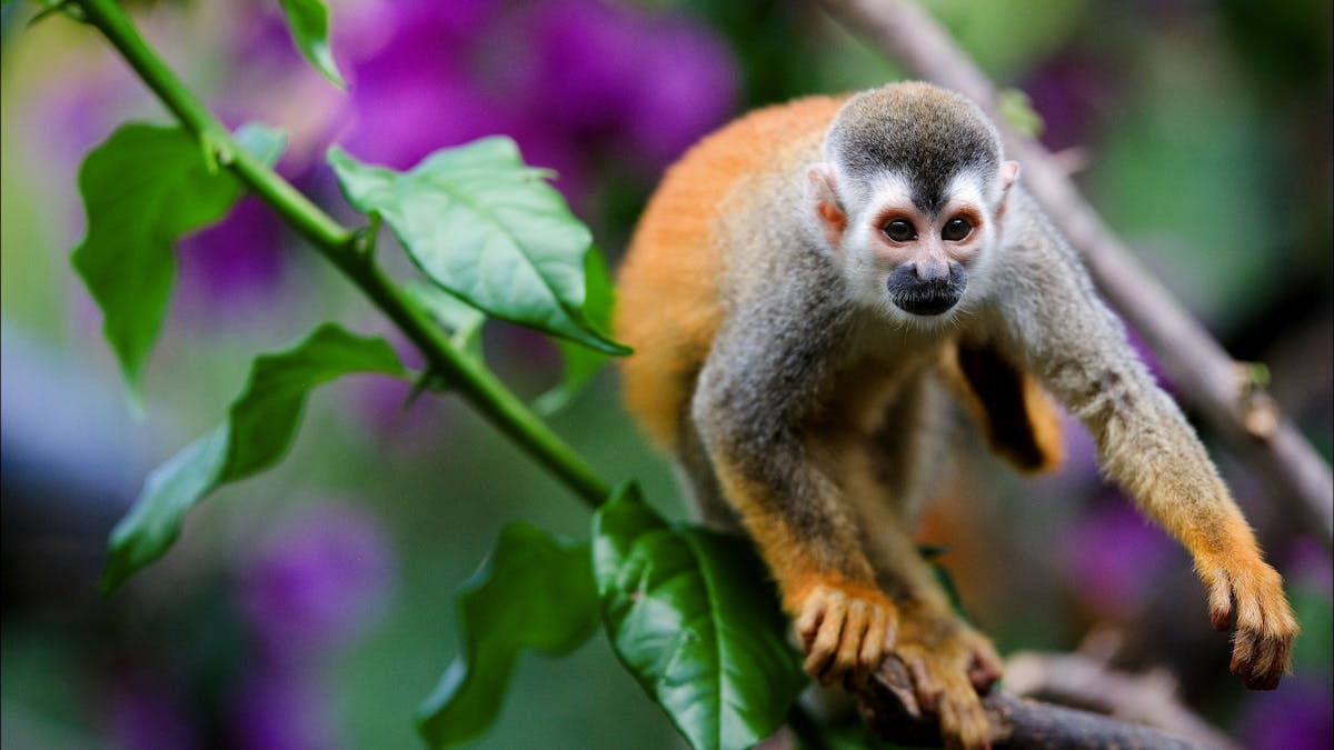 Eventyr i Costa Rica: Rejseforedrag med Elena Plougmann