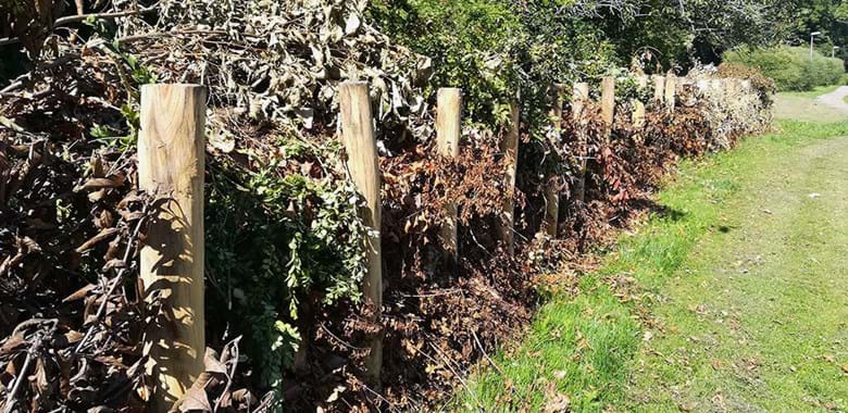 Kvashegn nomineret til Verdensmålspris