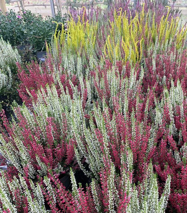 Se dagens updates fra Brønderslev her