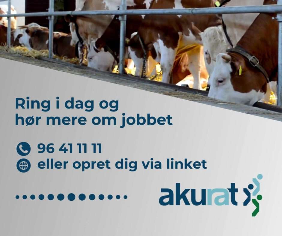 Det nyeste på Holstebros opslagstavle