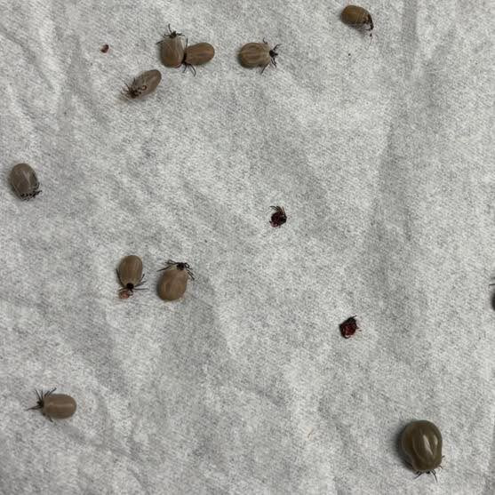 Vodskov Dyreklinik introducerer årlig injektion mod lopper og flåter