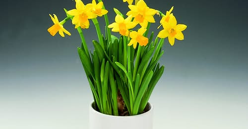 Midtjysk Gartnerhal fejrer 47 år med tilbud på mini påskeliljer