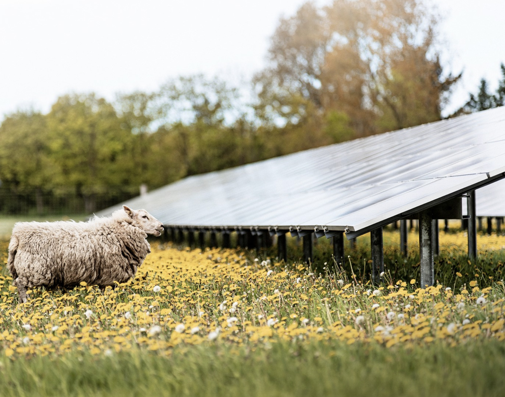 Nu åbner Nordeuropas største solcellepark