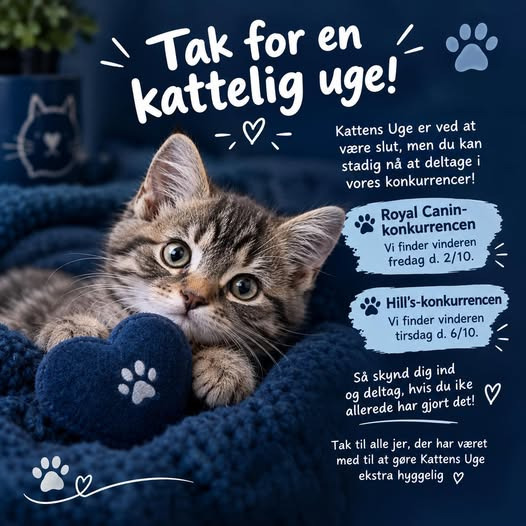 AniCura Dyrehospitalet City Syd opfordrer til at deltage i konkurrencerne i Kattens Uge